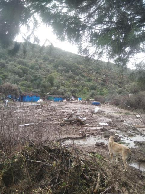 Söke felaketi yaşadı: Sel sularına kapılan 46 küçükbaş hayvan telef oldu