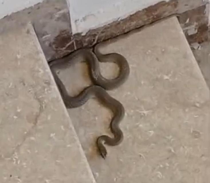 APARTMANA GİREN YILAN PANİĞE NEDEN OLDU