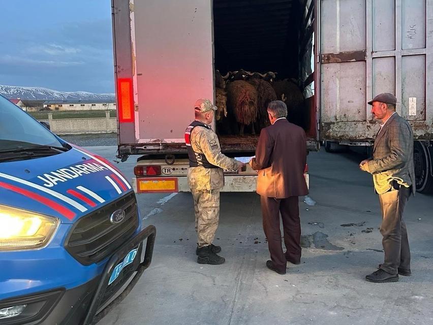 AĞRI'DAN ÇALINAN KOYUNLAR BİTLİS'TE YAKALANDI