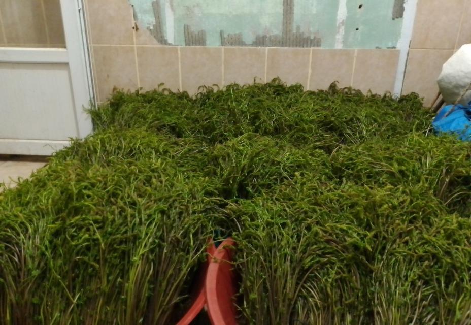 AYDIN'DA KENDİLİĞİNDEN YETİŞEN BU OTLAR GARİBANIN CÜZDANINI ZENGİNİN SOFRALARINI SÜSLÜYOR DAĞLARDAN BEDAVAYA TOPLANIYOR, ŞEHİRDE BAĞI 100 TL'YE KADAR ALICI BULUYOR