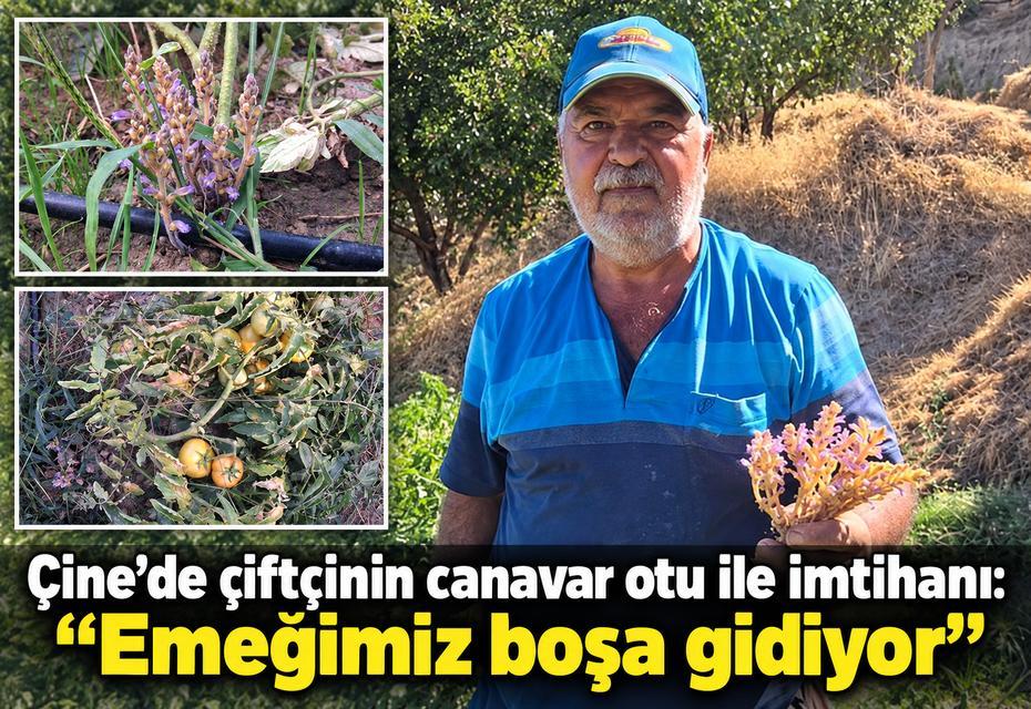 Çine’de çiftçinin canavar otu ile imtihanı: “Emeğimiz boşa gidiyor”