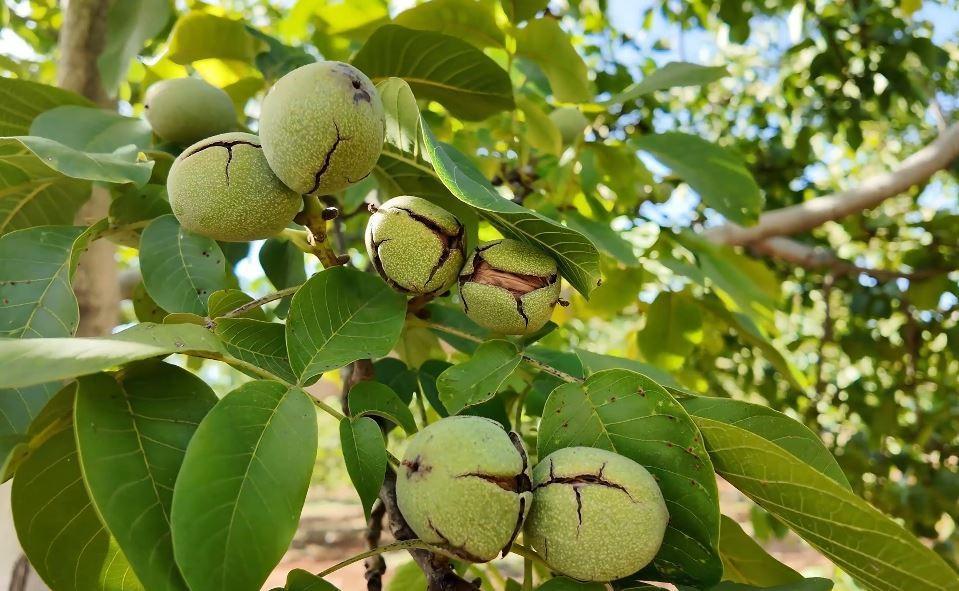 DENİZLİ'NİN CEVİZ ÜRETİMİNDE YÜZDE 46 ARTIŞ BEKLENİYOR DENİZLİ'DE CEVİZ HASADI BAŞLADI, ÜRETİMDE ÖNEMLİ BİR ARTIŞ BEKLENİYOR