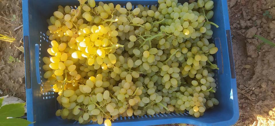 SARIGÖL'DE ÜZÜM HASADI BAŞLADI