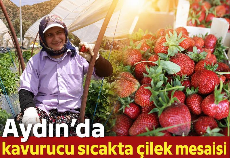 Aydın'da kavurucu sıcakta çilek mesaisi