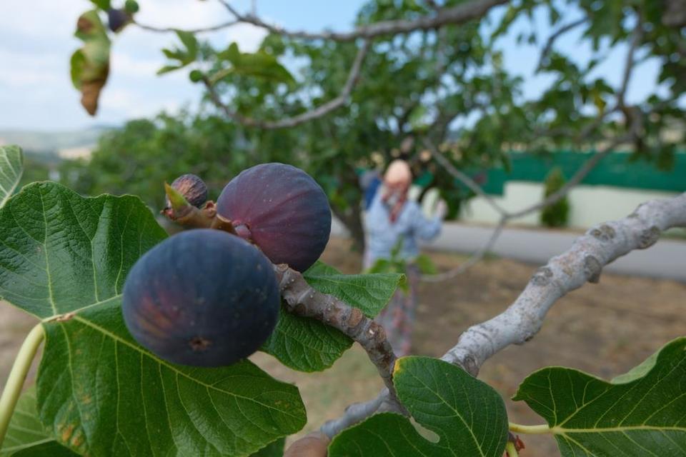 Bozdoğan'da bir yılda 2 bin incir fidanı toprakla buluştu