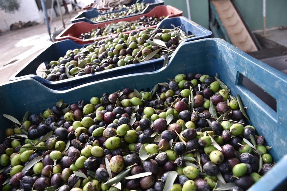 Germencik'te sezonun ilk zeytin sıkımı yapıldı
