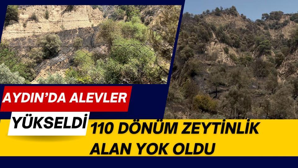 Aydın'da alevler yükseldi: 110 dönüm zeytinlik alan yok oldu