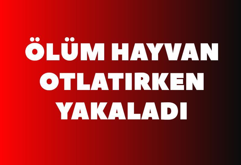 Ölüm hayvan otlatırken yakaladı