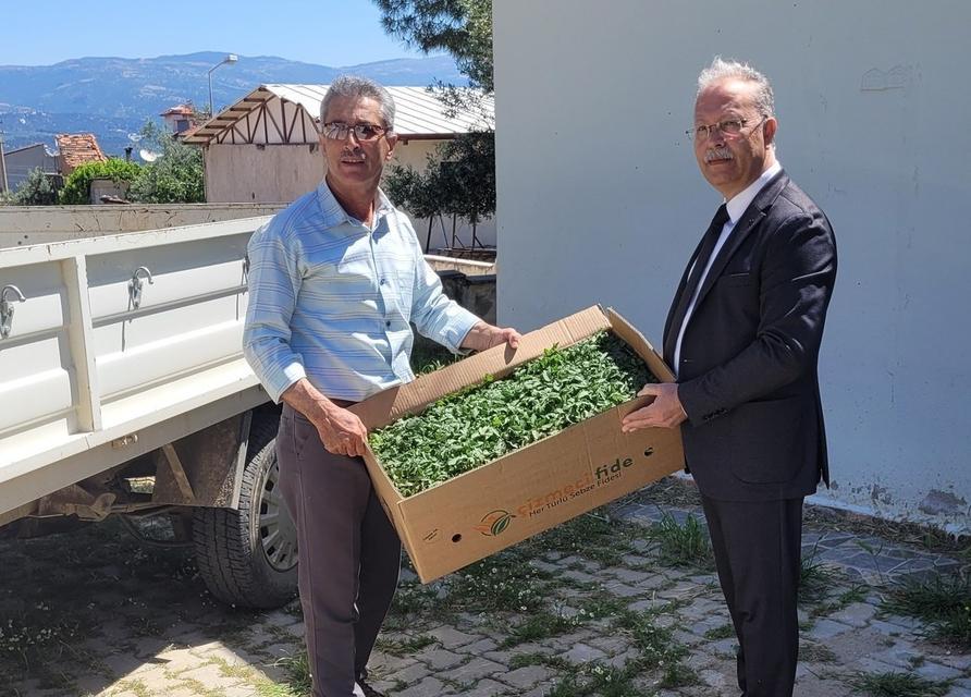 Karacasu'da domates fideleri üreticilere teslim edildi