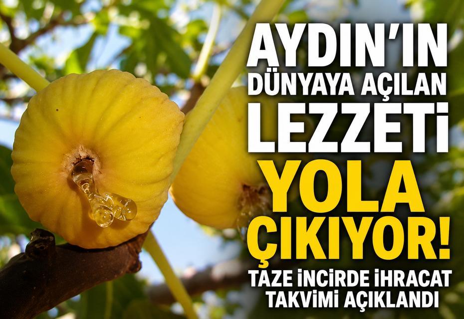 Taze incirde ihracat takvimi açıklandı