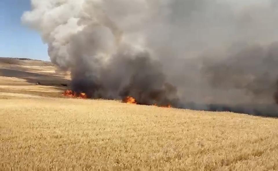 3 bin dekar buğday tarlası zarar gördü