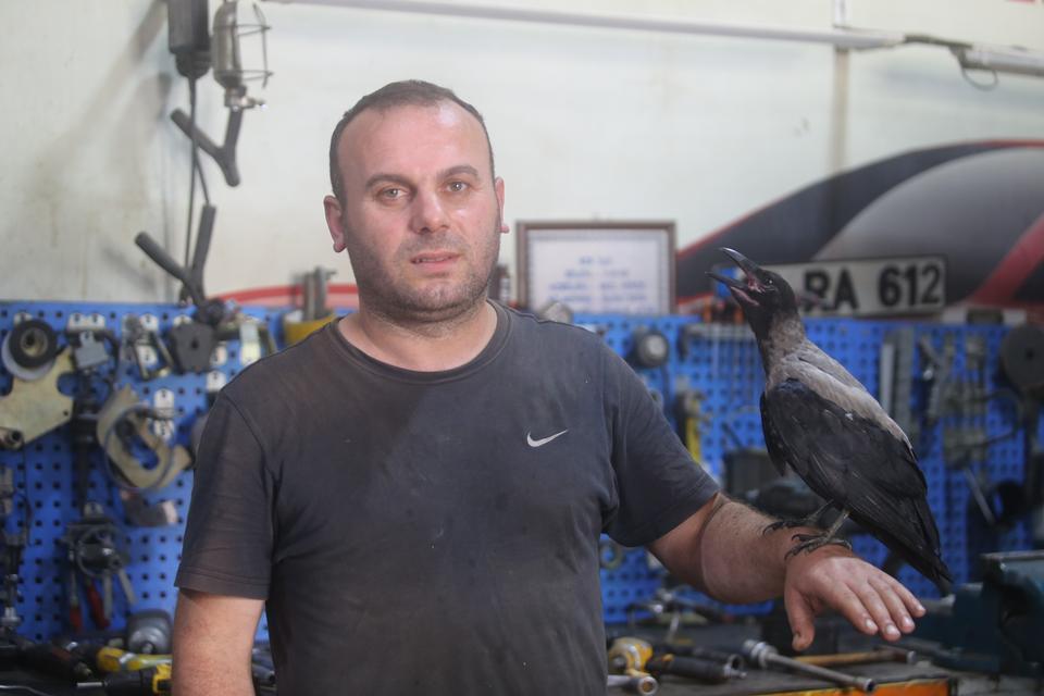 KARGA İLE TAMİRCİNİN SIRADIŞI DOSTLUĞU...TAMİRHANEDE BİRLİKTE ÇALIŞIYORLAR TAMİRHANENİN KANATLI USTASI 'PAŞA' GÖRENLERİ HAYRAN BIRAKIYOR