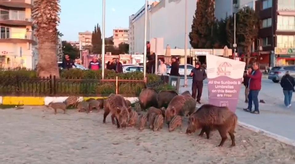 "Yaban hayvanlarına bu şekilde iyilik yerine kötülük yapılıyor"