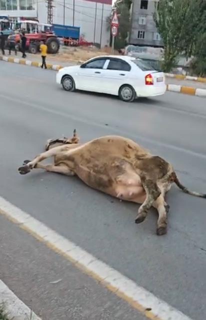 Yola çıkan ineğe otomobil çarptı