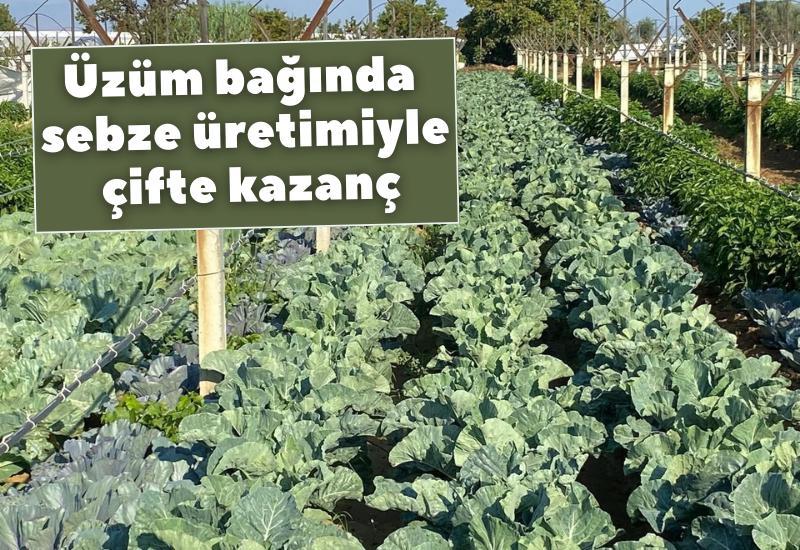 Üzüm bağında sebze üretimiyle çifte kazanç