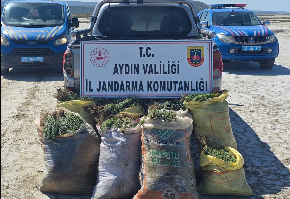 Aydın’da kekik toplayan 8 kişi hakkında işlem yapıldı