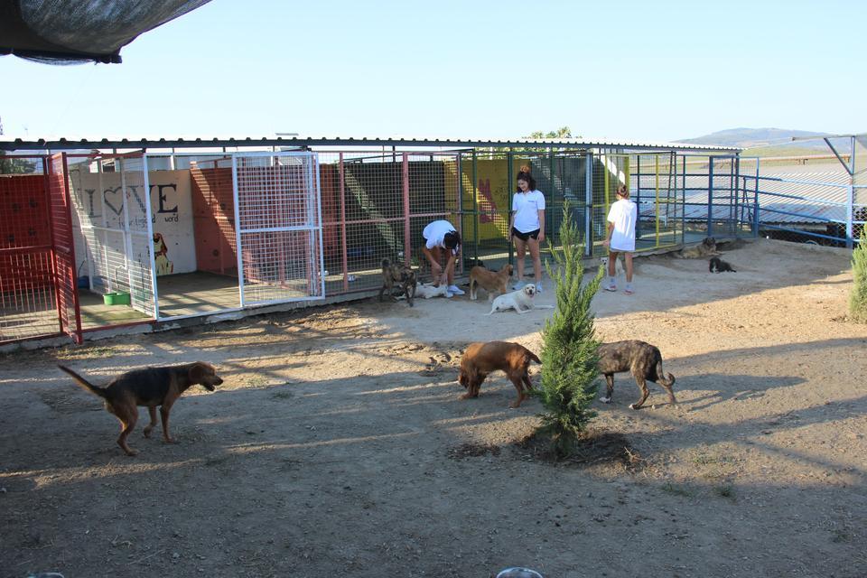 KUŞADASI'NDA SOKAK KÖPEKLERİ İÇİN ÖZEL BARINAK