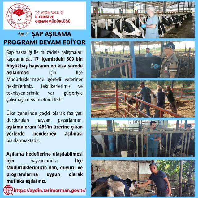 Aydın'da 17 ilçede 509 bin büyükbaş hayvan aşılanıyor