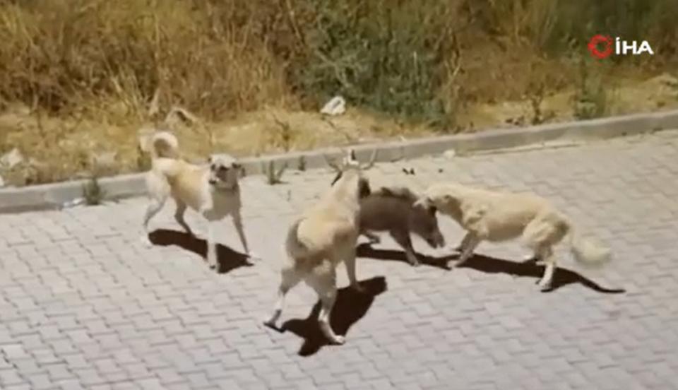 Kangalın saldırdığı yaban domuzunu sürüsü kurtardı