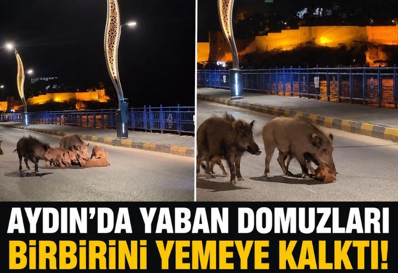 Aydın'da yaban domuzları birbirini yemeye kalktı!