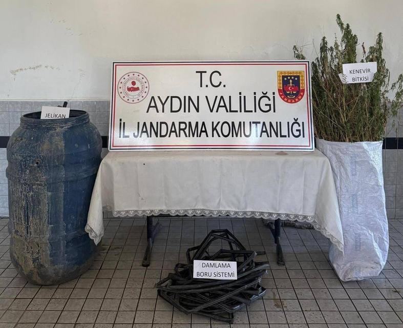 Aydın’da ormanlık alanda kenevir operasyonu: 5 şüpheliye işlem