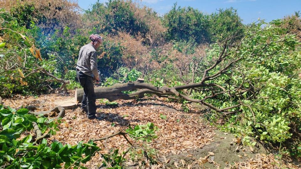 Don afetinde kuruyan narenciye ağaçlarını kesmeye başladılar