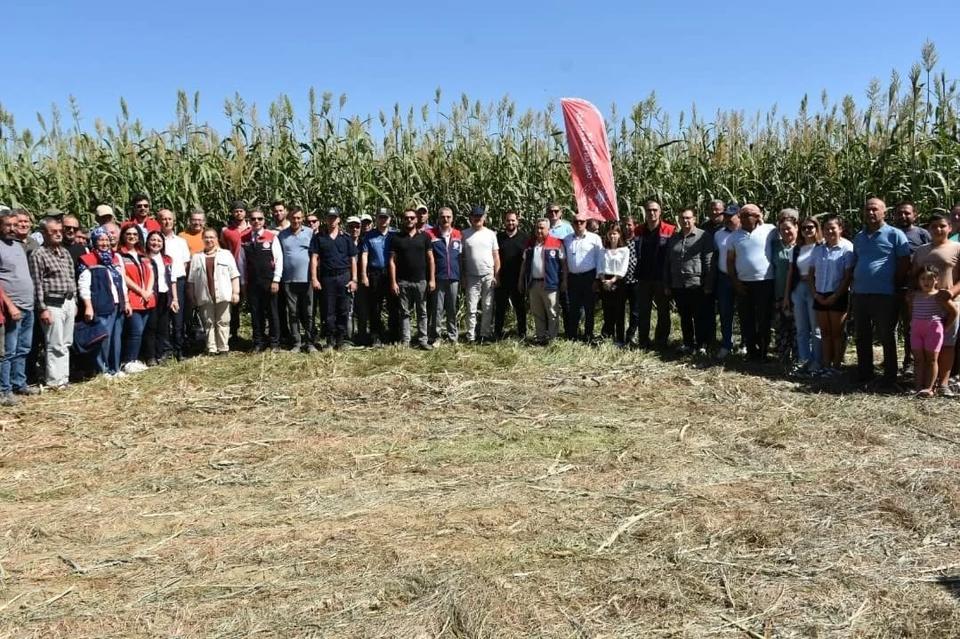 Aydın’da sorgum sudan otu hasadı başladı