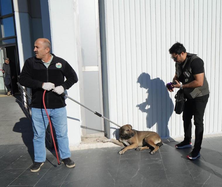 Başıboş sokak köpekleri toplanarak barınağa götürüldü