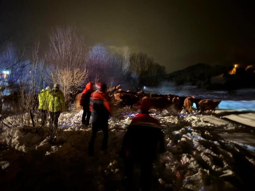 REFAHİYE'DE HAYVAN YÜKLÜ TIR KAZASI: 45 BÜYÜKBAŞ KURTARILDI