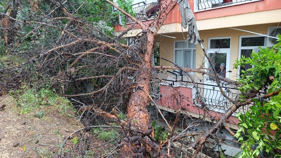 MANAVGAT'TA DEV AĞAÇ BİNANIN ÜZERİNE DEVRİLDİ