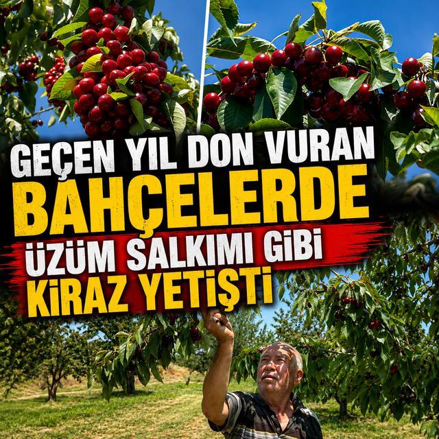 Geçen yıl don vuran bahçelerde üzüm salkımı gibi kiraz yetişti