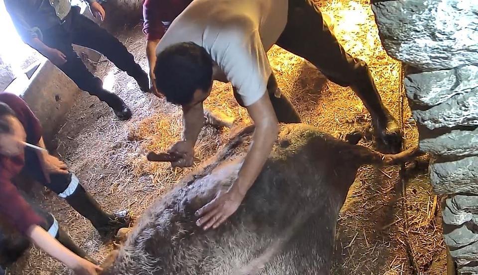 DOĞUM YAPMAKTA ZORLANDIĞI İÇİN EKMEK BIÇAĞI İLE AMELİYAT EDİLİP SEZARYEN YAPILAN İNEK TELEF OLDU AYDIN'DA GÖRENLERİ ŞAŞIRTAN GÖRÜNTÜ