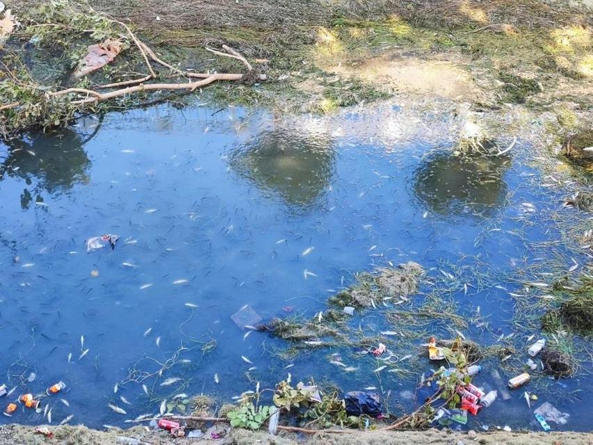 Sulama kanalındaki yüzlerce balık telef oldu