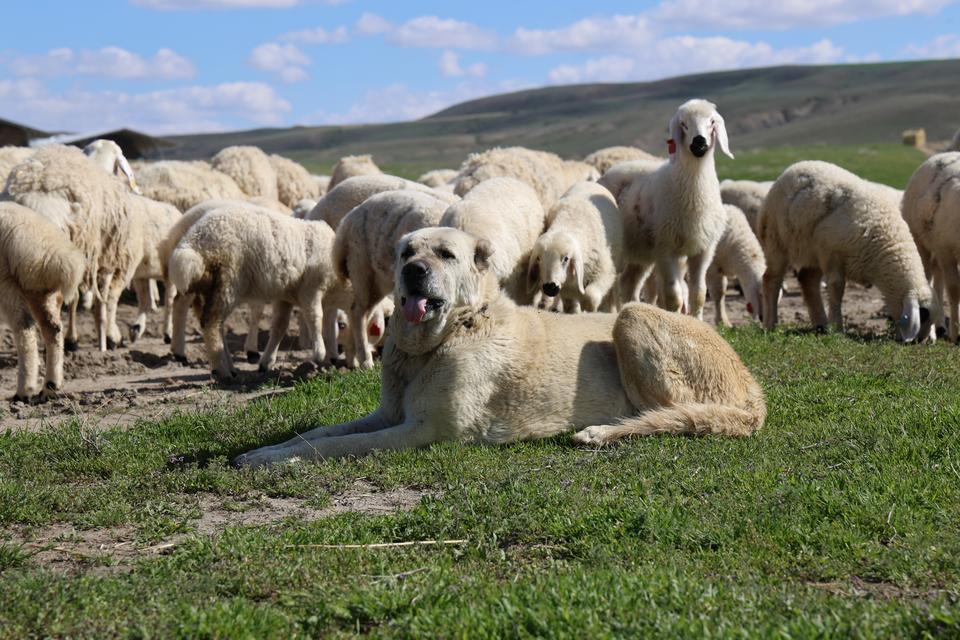 ONLARCASI ARASINDAN KENDİ ANNELERİNİ KOKLAYARAK BULDULAR ANNELER GÜNÜNDE SİVAS'TA BULUNAN ULAŞ TARIM İŞLETMESİ MÜDÜRLÜĞÜ (TİGEM), İNSANLARDA OLDUĞU GİBİ HAYVANLARDA DA ANNENİN ÖNEM VE KIYMETİNİ GÖZLER ÖNÜNE SEREN RENKLİ GÖRÜNTÜLERE SAHNE OLDU BAHARLA BİRLİKTİ DÜNYAYA GELEN KUZULAR ONLARCA KOYUN ARASINDAN KOKLAYARAK KENDİ ANNELERİNİ BULUP SÜT EMDİLER
