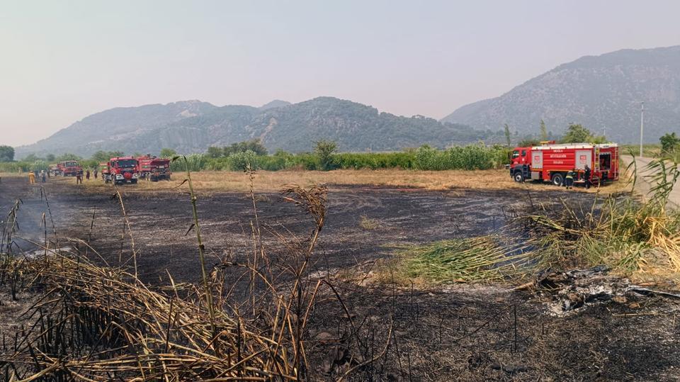 Muğla'da sazlık yangını