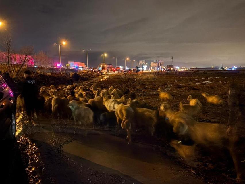 Taşkın riski: 200 hayvan güvenli alanlara tahliye edildi