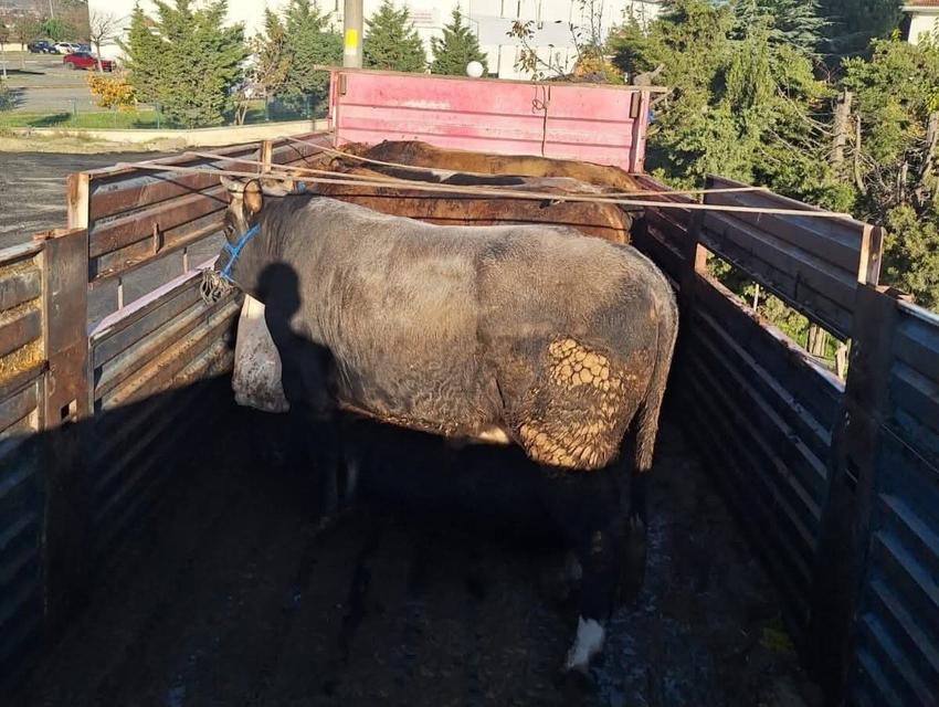 Kaçak hayvan sevkiyatına 102 bin lira ceza