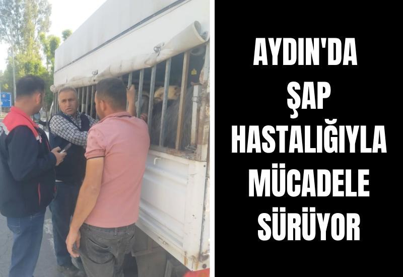 Aydın'da şap hastalığıyla mücadele sürüyor