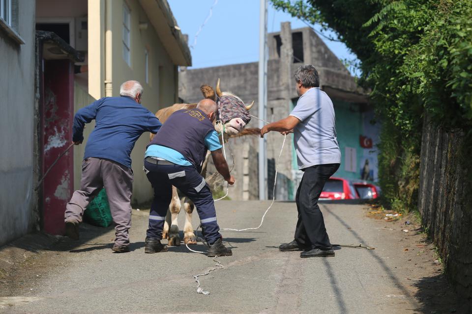 Kaçan kurbanlık sahiplerini peşinden koşturdu