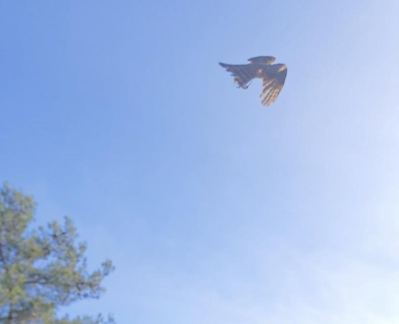 Yaralı atamaca yeniden doğal ortamında