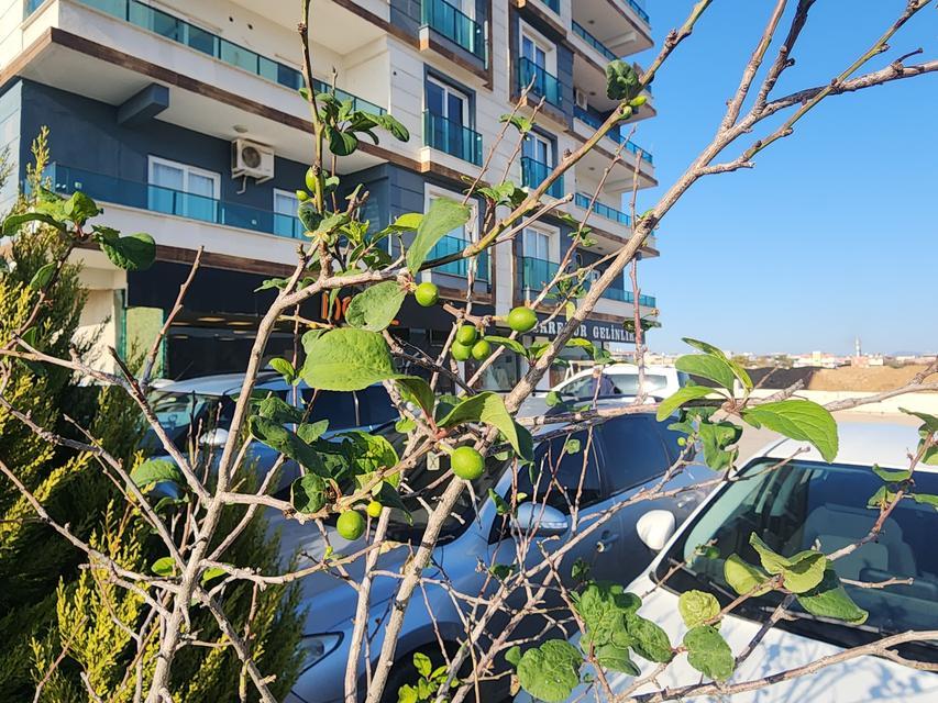 Erik ağacı aralık ayında meyve verdi