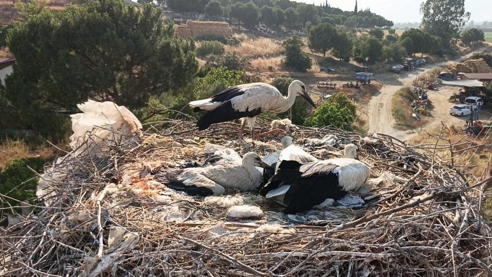 Doğaya atılan çöpler leylek yuvalarını tehdit ediyor
