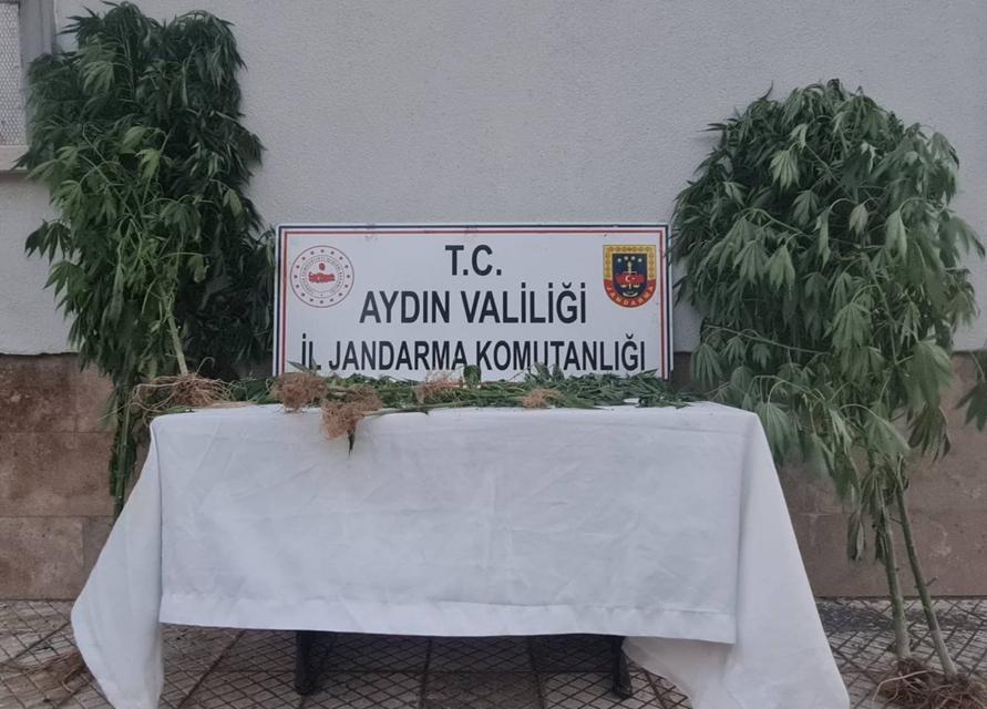 Çine’de bahçedeki uyuşturucu serasına jandarmadan baskın