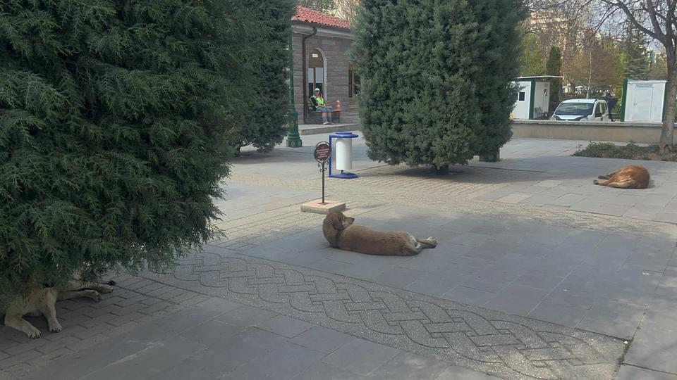 ESKİŞEHİR'DE 23 NİSAN'DA KÖPEKLERİN SALDIRISINA UĞRAYAN 2 ÇOCUK YARALANDI