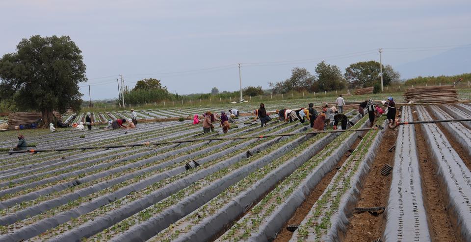 Aydın'da çilek üreticisi yeni sezon dikimlerine başladı