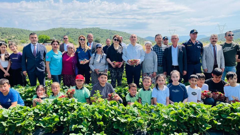 'Gençlik Yılı' kapsamında çilek hasadı yapıldı