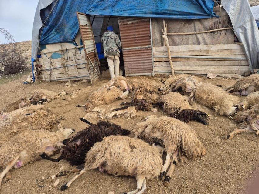 Kurt paniği: 64 koyun telef oldu, 11 koyun yaralı