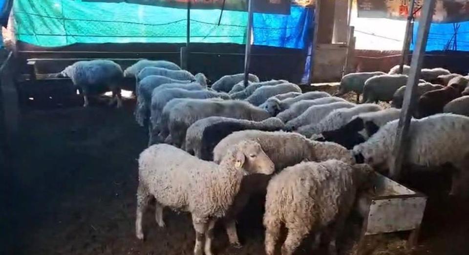 Aydın’dan gelen koyunlar bereket getirdi: Rekor doğumlar şaşırttı