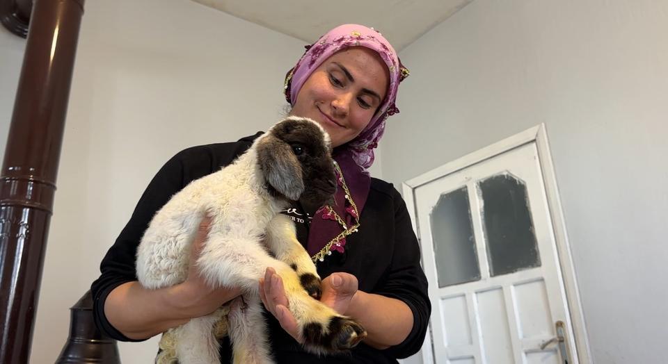 ANNESİZ KALAN KUZU AİLENİN 'UMUT'U OLDU ANNESİZ KUZUYU EV ORTAMINDA BEBEK ŞAMPUANIYLA YIKAYIP BİBERONLA BESLİYORLAR