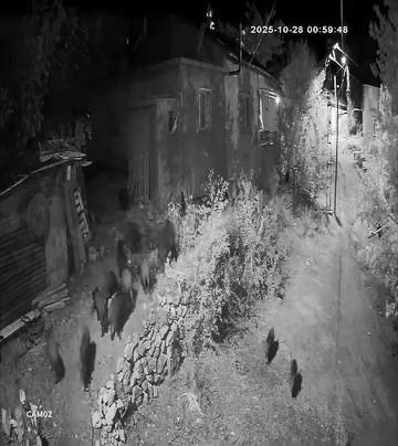 Aç kalan domuz sürüsü bahçeye dadandı